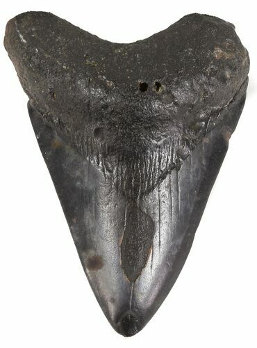 Bargain, Megalodon Tooth - North Carolina #54752